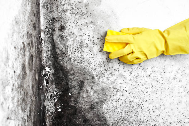 Best White Mold Remediation in Bradley Beach, NJ