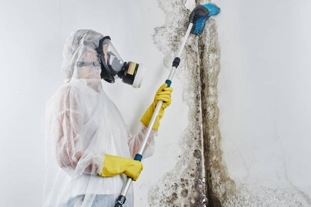Best DIY Mold Remediation Support Services in Bradley Beach, NJ